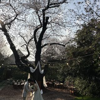 桜と緑と日光のマッチ