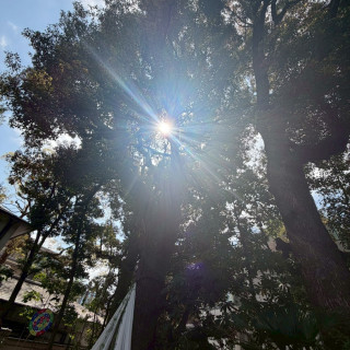 ガーデンに光が射し込む写真です
晴れたお陰で綺麗でした