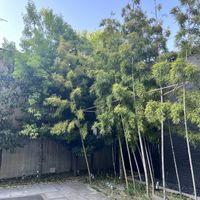 竹に囲まれ、和モダンな雰囲気がある入口
