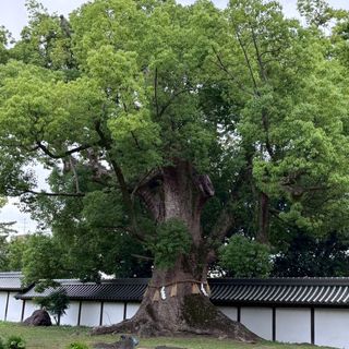住吉大社のクチコミ 庭・ガーデンの写真（1枚目）