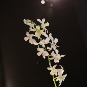チャペル内の装花（造花）|87438さんのCANOVIANO ANNEX Mia Via（カノビアーノ アネックス ミア ヴィア）の写真(262429)