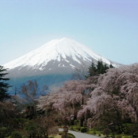 会場正面の富士山と桜です♪綺麗でした