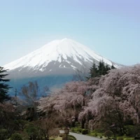 会場正面の富士山と桜です♪綺麗でした