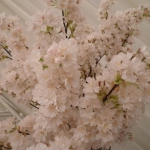 桜のシーズン|92343さんのラポート十日町の写真(84069)
